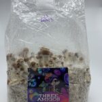Magic Mushroom Sterile Grain Bag