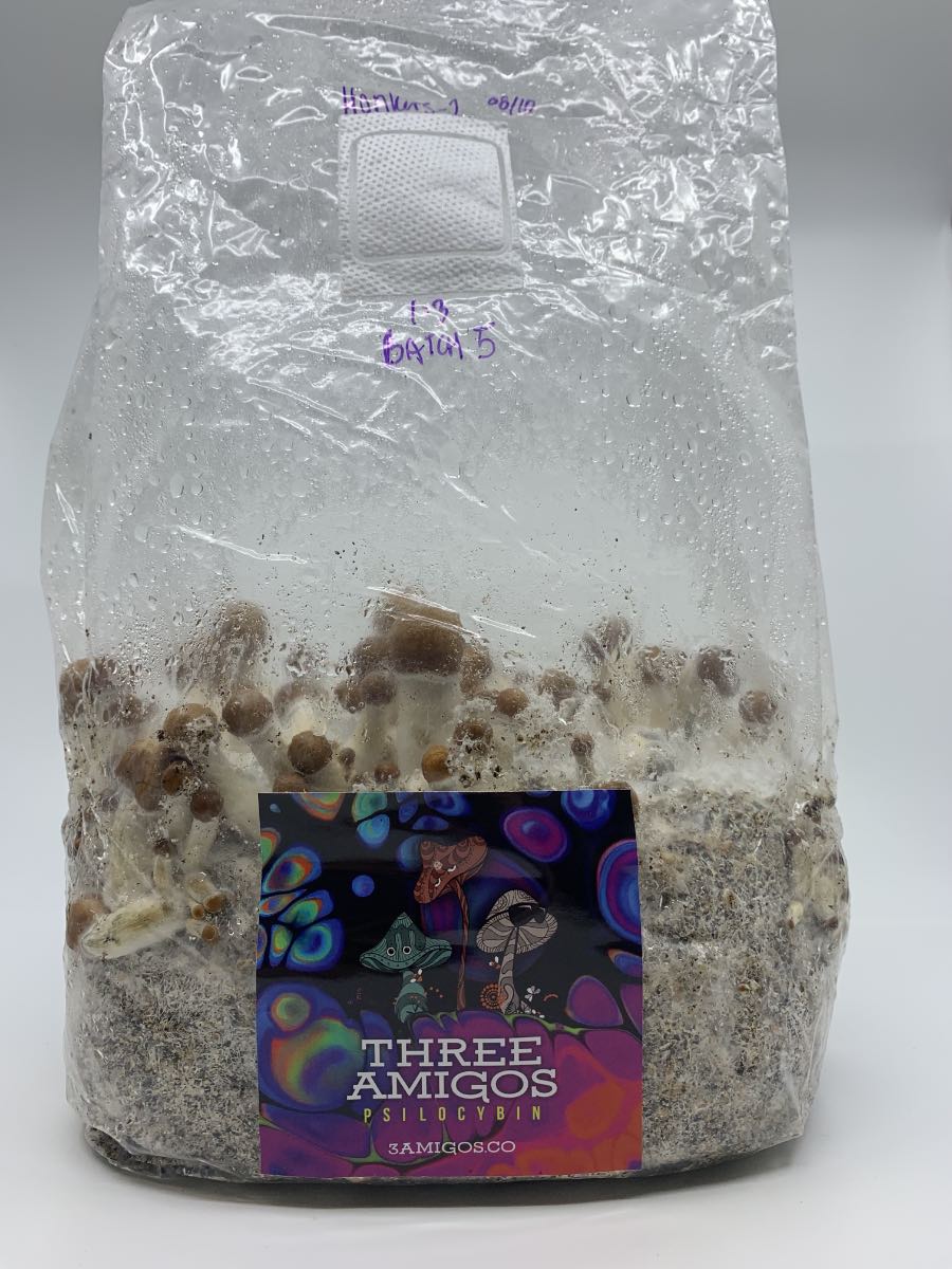 The Ultimate All-In-One Magic Mushroom Grow Kit USA