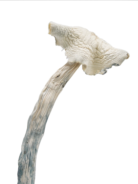 Albino Amazonian Magic Mushrooms