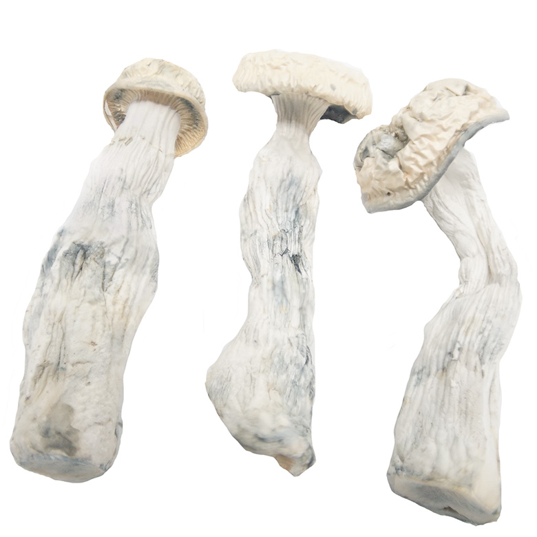 Albino Penis Envy Magic Mushrooms Albino Penis Envy Magic Mushrooms - Image 3