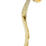 Albino Penis Envy Magic Mushrooms Albino Penis Envy Magic Mushrooms