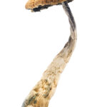 Penis Envy Magic Mushrooms