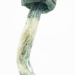 Golden Teacher Magic Mushrooms