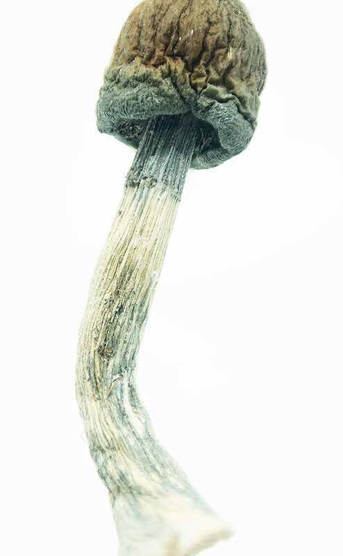 Blue Meanies Magic Mushrooms