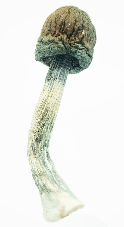 Blue Meanies Magic Mushrooms