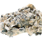 White Rabbit Magic Mushrooms