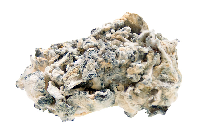 Enigma Magic Mushrooms