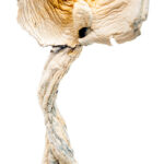 Cambodian Magic Magic Mushrooms