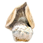 Wavy Z’s Magic Mushroom
