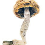 Super Thai Magic Mushrooms