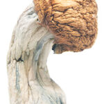 Arenal Volcano Magic Mushrooms