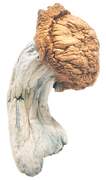 Penis Envy Magic Mushrooms