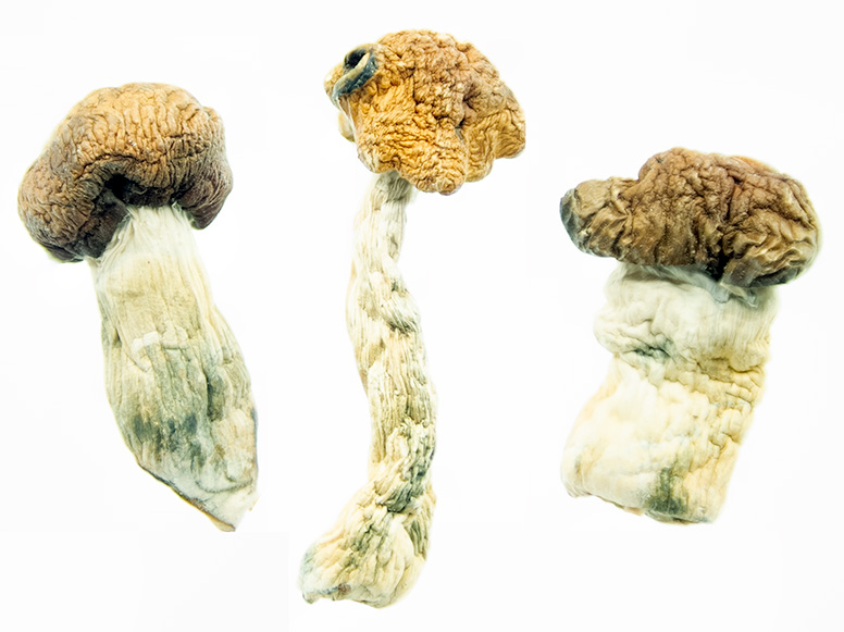 Texas Penis Envy Magic Mushrooms Texas Penis Envy Magic Mushrooms - Image 2