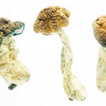 African Transkei Magic Mushrooms