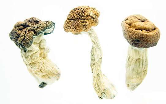 Texas Penis Envy Magic Mushrooms