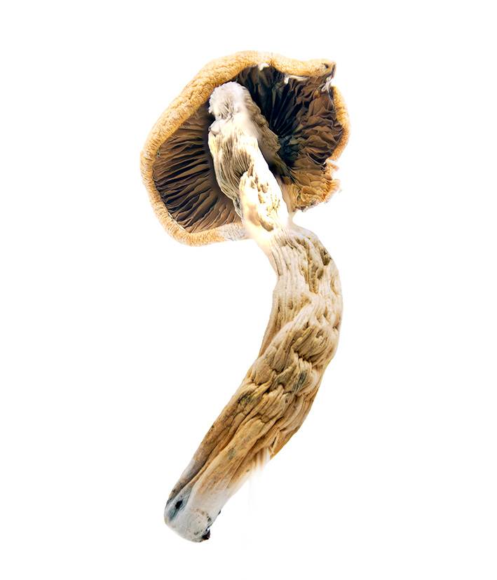 Thai-Koh Samui Magic Mushrooms
