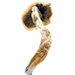 Mazatapec Magic Mushrooms