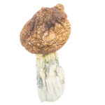 Thrasher PE Magic Mushrooms