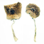 Texas Penis Envy Magic Mushrooms Texas Penis Envy Magic Mushrooms