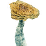 Tidal Wave Magic Mushrooms