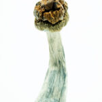 Rocket Launchers Magic Mushroom Capsules