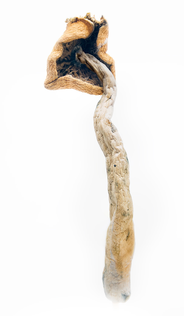 Wavy Z’s Magic Mushroom