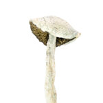 Enigma Magic Mushrooms